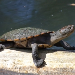 Elseya latisternum (Saw-shelled Turtle) at Ormiston, QLD - 26 Aug 2023 by TimL