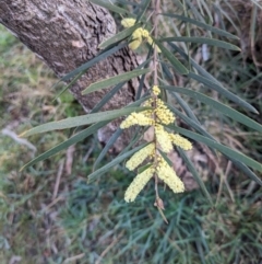 Acacia floribunda (White Sally Wattle, Gossamer Wattle) at Mount Majura - 28 Aug 2023 by WalterEgo