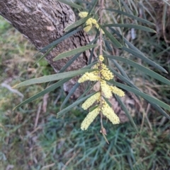 Acacia floribunda (White Sally Wattle, Gossamer Wattle) at Hackett, ACT - 29 Aug 2023 by WalterEgo