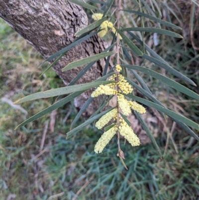 Acacia floribunda (White Sally Wattle, Gossamer Wattle) at Hackett, ACT - 28 Aug 2023 by WalterEgo