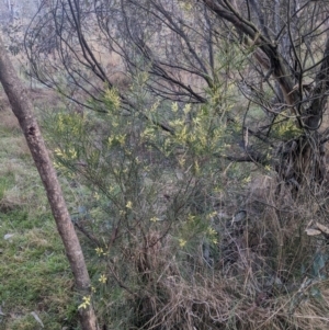 Acacia floribunda at Hackett, ACT - 29 Aug 2023
