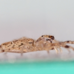 Helpis minitabunda (Threatening jumping spider) at QPRC LGA - 28 Aug 2023 by MarkT