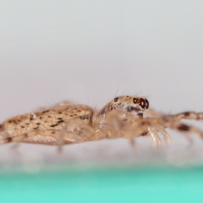 Helpis minitabunda (Threatening jumping spider) at QPRC LGA - 28 Aug 2023 by MarkT