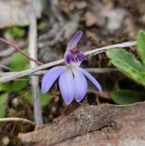 Cyanicula caerulea at Carwoola, NSW - 28 Aug 2023