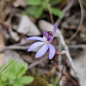 Cyanicula caerulea at Carwoola, NSW - 28 Aug 2023