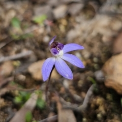 Cyanicula caerulea at Carwoola, NSW - 28 Aug 2023