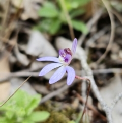 Cyanicula caerulea at Carwoola, NSW - 28 Aug 2023