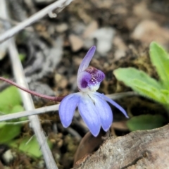 Cyanicula caerulea at Carwoola, NSW - suppressed