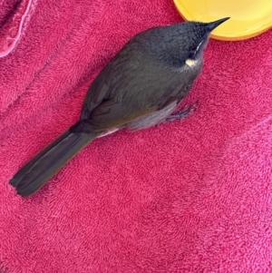 Meliphaga lewinii at Kangaroo Valley, NSW - suppressed