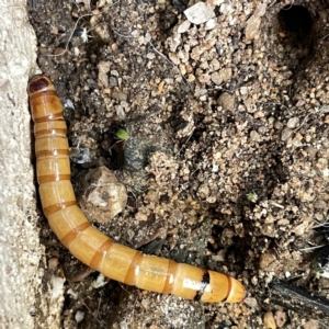 Tenebrionidae (family) at Braddon, ACT - 29 Aug 2023