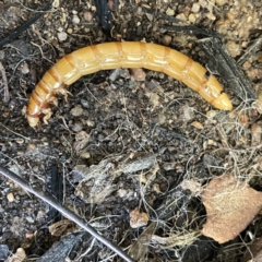 Tenebrionidae (family) at Braddon, ACT - 29 Aug 2023