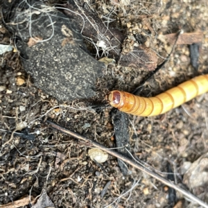 Tenebrionidae (family) at Braddon, ACT - 29 Aug 2023