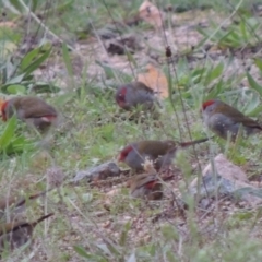Neochmia temporalis (Red-browed Finch) at Tuggeranong Hill - 7 Apr 2014 by michaelb