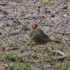 Neochmia temporalis (Red-browed Finch) at Tharwa, ACT - 29 Mar 2014 by MichaelBedingfield