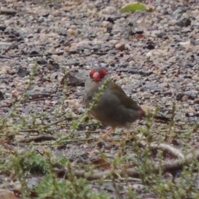 Neochmia temporalis (Red-browed Finch) at Tharwa, ACT - 29 Mar 2014 by michaelb