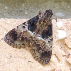 Orthaga thyrisalis (Teatree Web Moth) at Conder, ACT - 2 Mar 2023 by michaelb