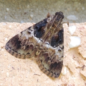 Orthaga thyrisalis at Conder, ACT - 2 Mar 2023