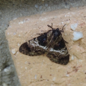 Orthaga thyrisalis at Conder, ACT - 2 Mar 2023 11:46 AM