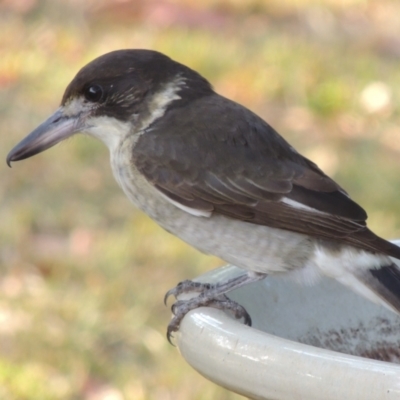 Cracticus torquatus (Grey Butcherbird) at Pollinator-friendly garden Conder - 14 Mar 2023 by michaelb