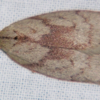 Euchaetis (genus) (A Concealer moth (Wingia Group, subgroup 11)) at Sheldon, QLD - 28 Jul 2007 by PJH123