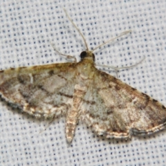 Metasia capnochroa (Smokey Metasia Moth) at Sheldon, QLD - 28 Jul 2007 by PJH123