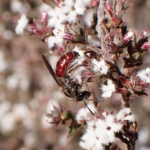 Lasioglossum (Parasphecodes) sp. (genus & subgenus) at Belconnen, ACT - 24 Aug 2023