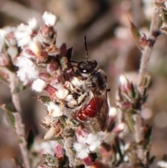 Lasioglossum (Parasphecodes) sp. (genus & subgenus) at Belconnen, ACT - 24 Aug 2023