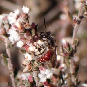 Lasioglossum (Parasphecodes) sp. (genus & subgenus) at Belconnen, ACT - 24 Aug 2023 02:38 PM