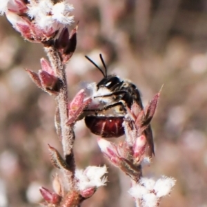 Lasioglossum (Parasphecodes) sp. (genus & subgenus) at Belconnen, ACT - 24 Aug 2023