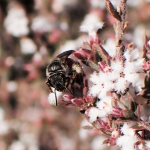 Lasioglossum (Parasphecodes) sp. (genus & subgenus) at Belconnen, ACT - 24 Aug 2023