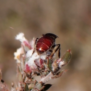 Lasioglossum (Parasphecodes) sp. (genus & subgenus) at Belconnen, ACT - 24 Aug 2023