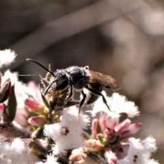 Lasioglossum (Chilalictus) sp. (genus & subgenus) (Halictid bee) at Aranda Bushland - 24 Aug 2023 by CathB