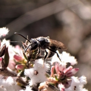 Lasioglossum (Chilalictus) sp. (genus & subgenus) at Belconnen, ACT - 24 Aug 2023