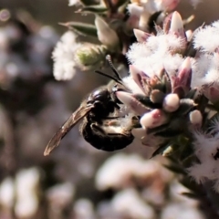 Lasioglossum (Chilalictus) sp. (genus & subgenus) at Belconnen, ACT - 24 Aug 2023