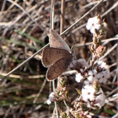 Erina acasta (Blotched Dusky-blue) at Aranda Bushland - 24 Aug 2023 by CathB