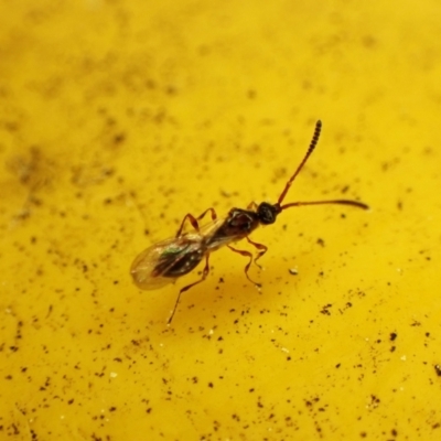 Diapriidae (family) (Diapriid wasp) at Cook, ACT - 20 Aug 2023 by CathB