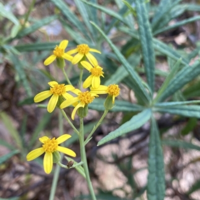 Senecio linearifolius var. arachnoideus (Cobweb Fireweed Groundsel) at Bungonia National Park - 5 Aug 2023 by Ned_Johnston