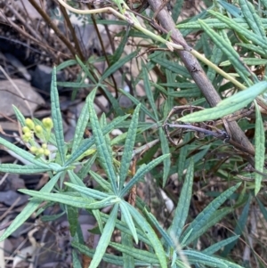 Senecio linearifolius var. arachnoideus at Bungonia, NSW - 6 Aug 2023