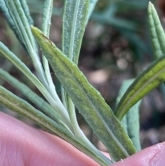 Senecio linearifolius var. arachnoideus at Bungonia, NSW - 6 Aug 2023