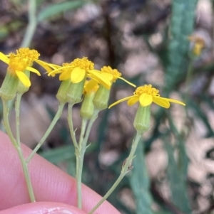 Senecio linearifolius var. arachnoideus at Bungonia, NSW - 6 Aug 2023