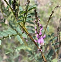 Indigofera australis subsp. australis (Australian Indigo) at Bungonia, NSW - 6 Aug 2023 by NedJohnston