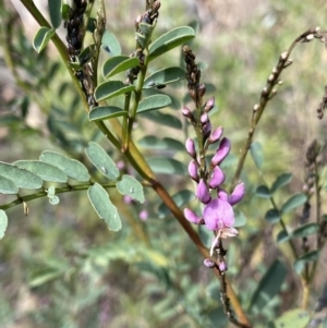 Indigofera australis subsp. australis at Bungonia, NSW - 6 Aug 2023