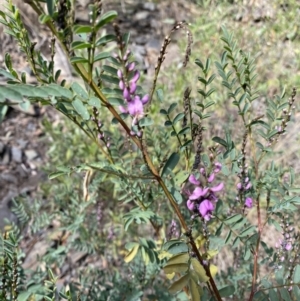 Indigofera australis subsp. australis at Bungonia, NSW - 6 Aug 2023