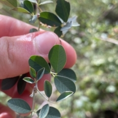 Goodia lotifolia (Golden Tip) at Bungonia, NSW - 6 Aug 2023 by NedJohnston