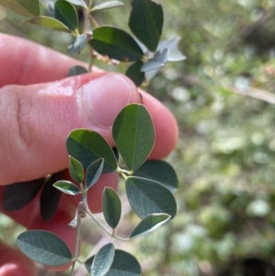 Goodia lotifolia (Golden Tip) at Bungonia, NSW - 6 Aug 2023 by NedJohnston