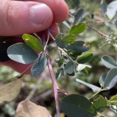 Goodia lotifolia at Bungonia, NSW - 6 Aug 2023