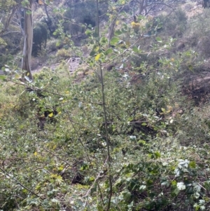 Goodia lotifolia at Bungonia, NSW - 6 Aug 2023 09:56 AM