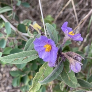 Solanum celatum at Bungonia, NSW - 6 Aug 2023