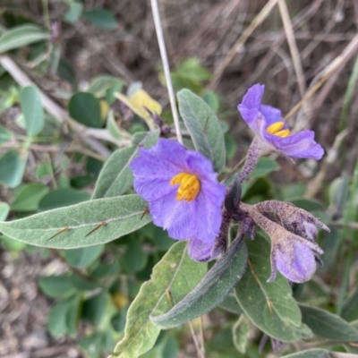 Solanum celatum at Bungonia, NSW - 6 Aug 2023 by NedJohnston