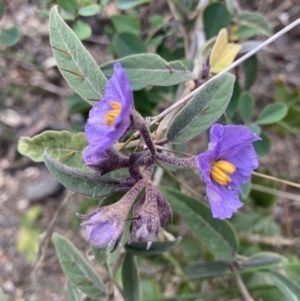 Solanum celatum at Bungonia, NSW - 6 Aug 2023